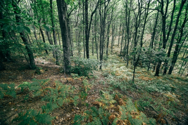 forest ecosystem rhoeco forest ecosystem rhoeco
